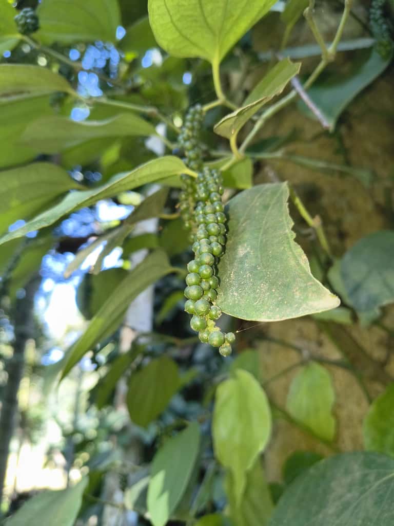 WhatsApp Image 2025-11-09 at 12.32.42_8370d516