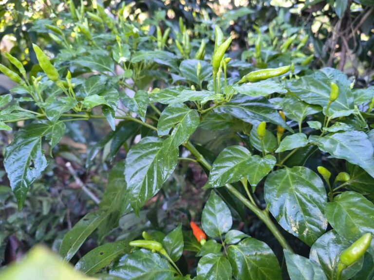 WhatsApp Image 2025-11-09 at 12.32.43_50594224