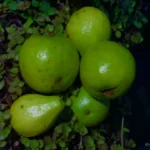 🍉 Nature’s Bounty