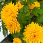 🌞 A Gentle Wednesday